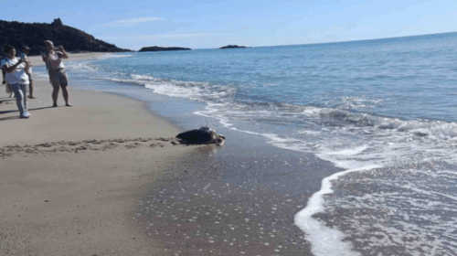 Ascea: inaugurato il nuovo impianto di illuminazione turtle-friendly e liberate due tartarughe marine Ascea: inaugurato il nuovo impianto di illuminazione turtle-friendly e liberate due tartarughe marine