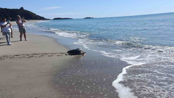 Ascea: inaugurato il nuovo impianto di illuminazione turtle-friendly e liberate due tartarughe marine